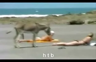 XXX مفلس شقراء يستمني كلاب سكس مع نساء في السرير