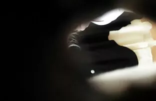 XXX الزائدة الجنس الشرجي لمدة سحاق حيوان الكلبات جميلة